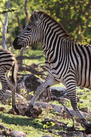 Nature's Epic Journeys