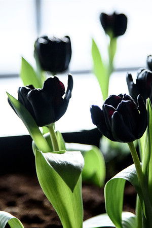 Zwarte Tulp