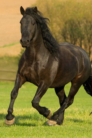 The Adventures of Black Beauty