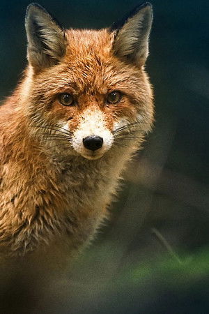 Vilde vidunderlige dyr