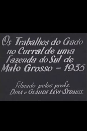 Os Trabalhos do Gado no Curral de uma Fazenda do sul do Mato Grosso