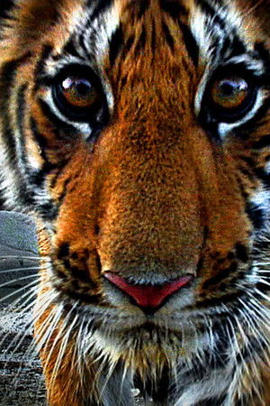 Tiger: Spy In The Jungle