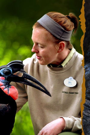 Magic of Disney's Animal Kingdom