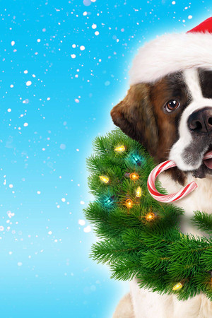 Beethoven'ın Yeni Yıl Macerası