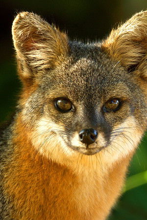 Amerika'nın Ulusal Parkları