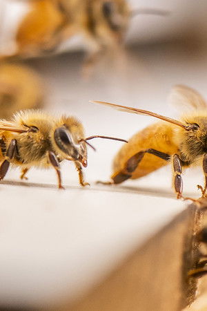 The Great Australian Bee Challenge