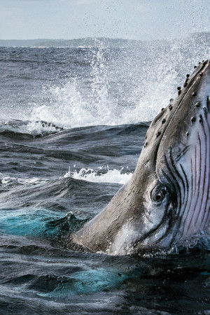 Balinaların Gizemli Dünyası