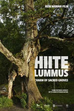 Hiite lummus