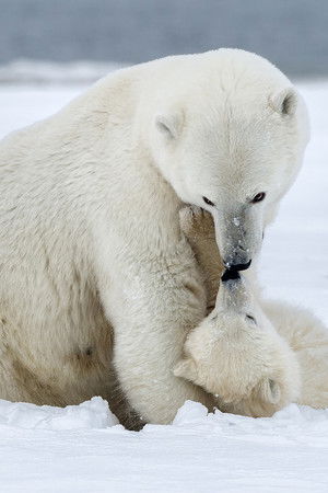 Polar Bear Week with Nigel Marven