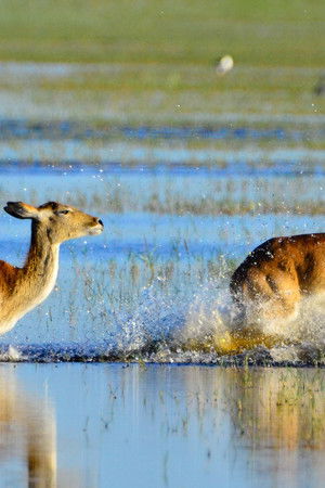 Wild Africa: Rivers of Life