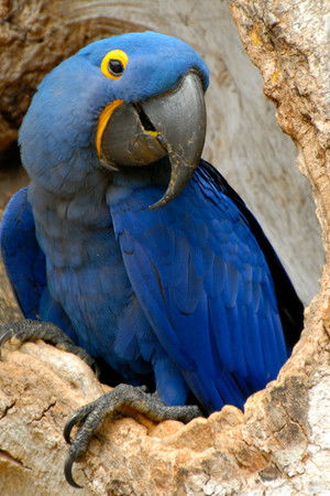 Wildest Latin America