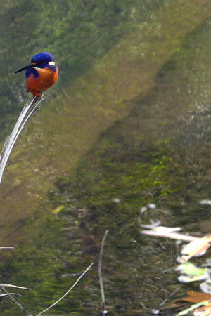 Extraordinary Australia