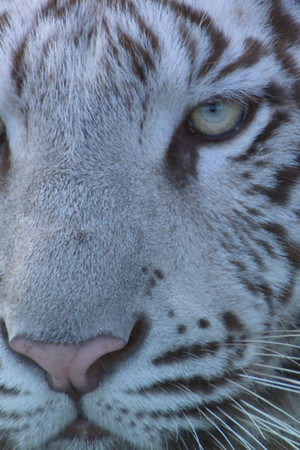 いいZooだね。～岩合光昭の動物園歩き～