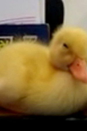 Les Aventures de Saturnin