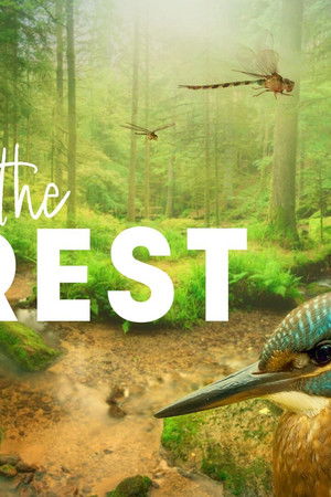 Inside the Forest Seasons of Wonder