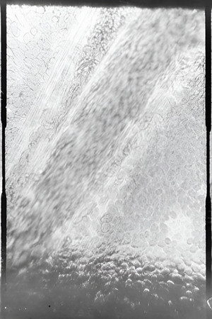 Déplacement des globules de sang dans un vaisseau capillaire