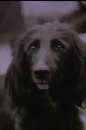 Бежала собака