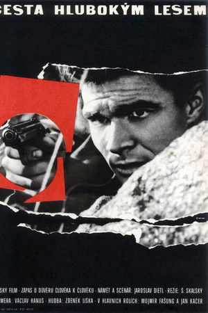 Cesta hlubokým lesem