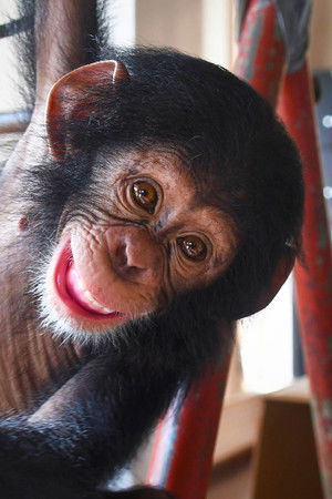 Baby Chimp Rescue