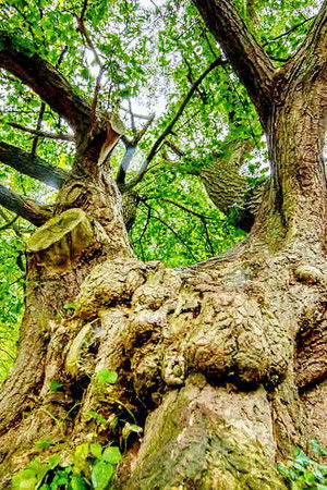 Deutschlands älteste Bäume