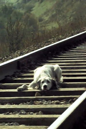 Belyy Bim Chernoe ukho