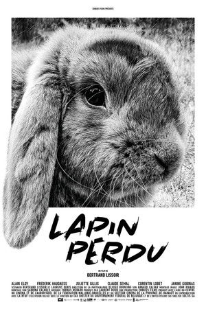 Lapin perdu