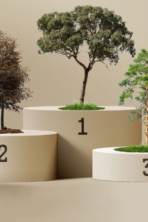 Australia's Favourite Tree