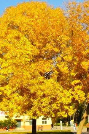 北京深秋的故事