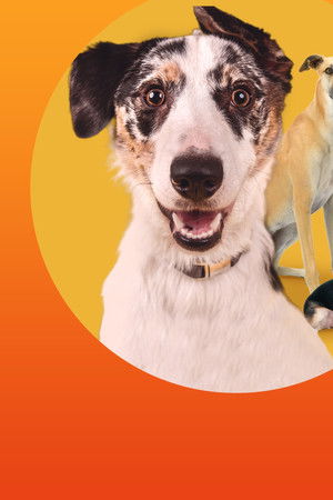 The Dog House Australia