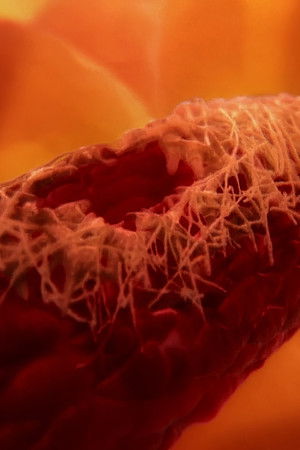 Inside the Human Body