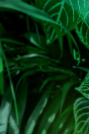 Anna und die wilden Tiere