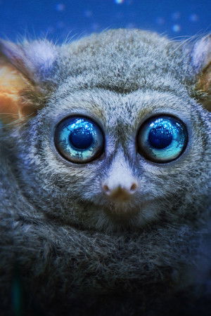 Earth at Night in Colour