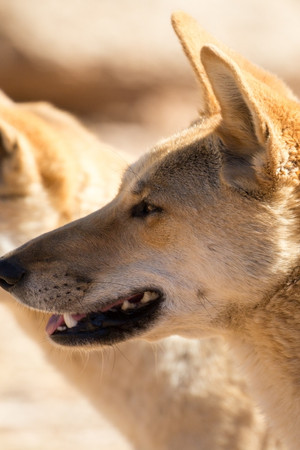 Trial In The Outback: The Lindy Chamberlain Story