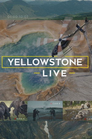 Yellowstone Live