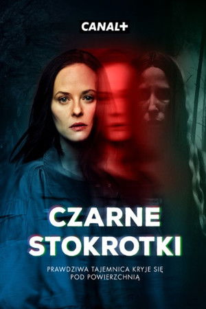 Czarne Stokrotki