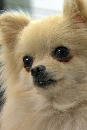 犬を飼うということ