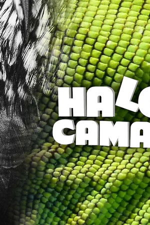 Halcón y camaleón