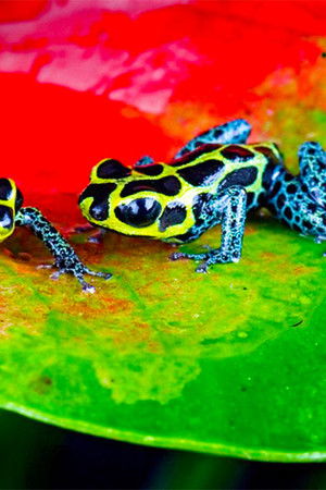 Nature's Microworlds