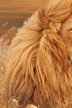 Timbavati: An Epic Cat Story