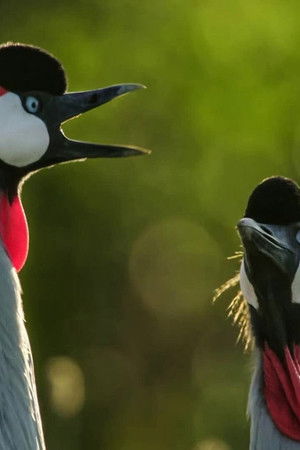 Secret Safari: Into the Wild