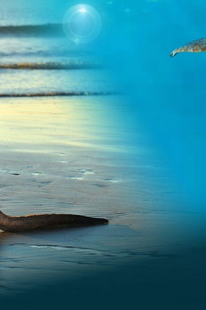 Animals with Cameras