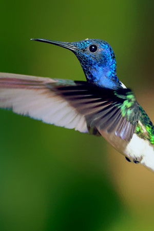 Secrets of Our Living Planet