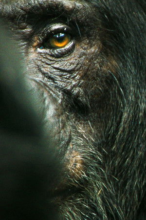 Şempanze İmparatorluğu