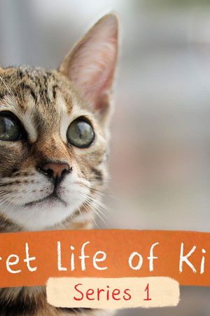 The Secret Life of Kittens