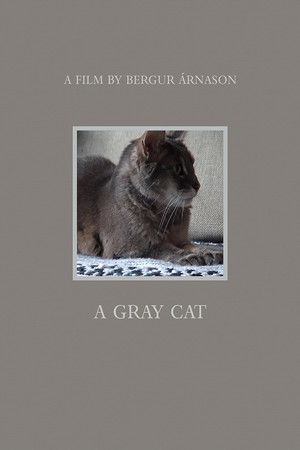 A gray cat A gray cat