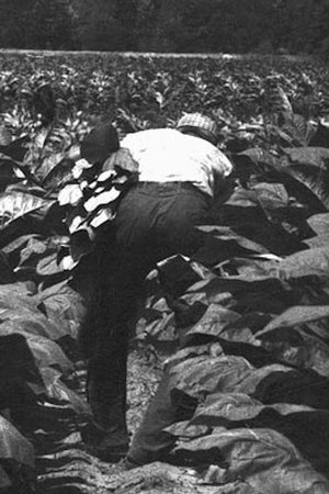 The Back-breaking Leaf The Back-breaking Leaf