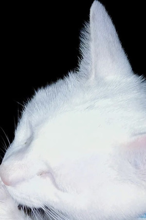 Snowbell The Cat