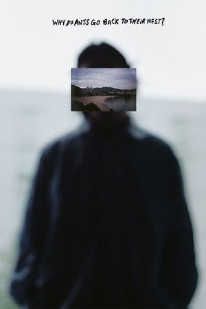 Why Do Ants Go Back To Their Nest? Why Do Ants Go Back To Their Nest?