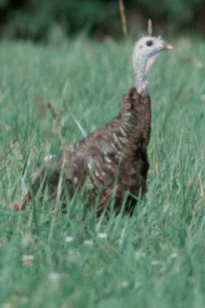 Autumn Evening Autumn Evening