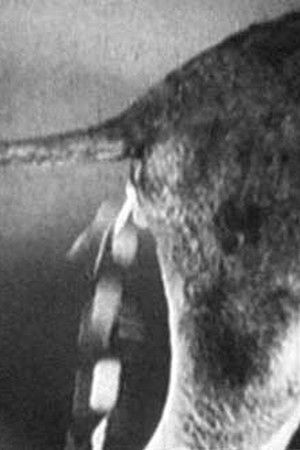 Tischlein deck dich, Eselein streck dich, Knüppel aus dem Sack Tischlein deck dich, Eselein streck dich, Knüppel aus dem Sack